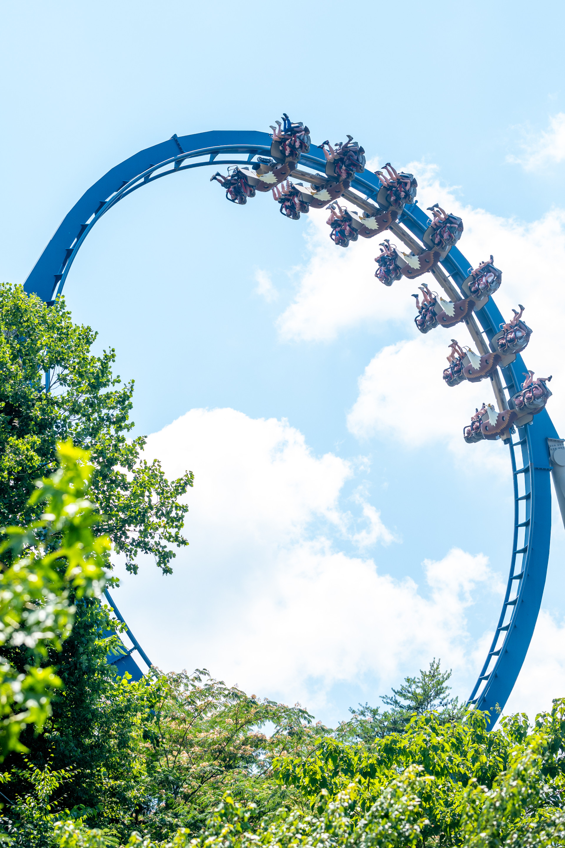 Dollywood Wild Eagle